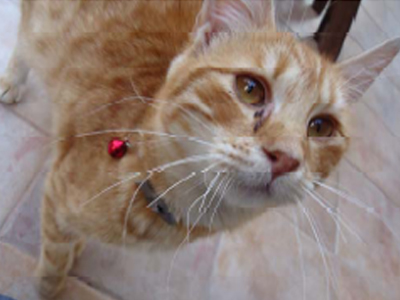 Βοηθήστε να βρει το σπίτι του!