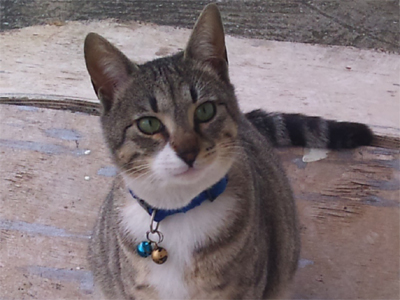 Αναζητούμε τον γατούλη μας