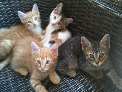 Χαρίζονται γατάκια αληθινά κουκλάκια!