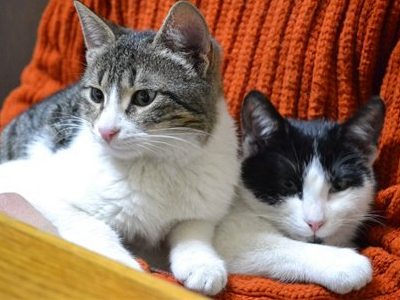 Χαρίζονται αδερφάκια