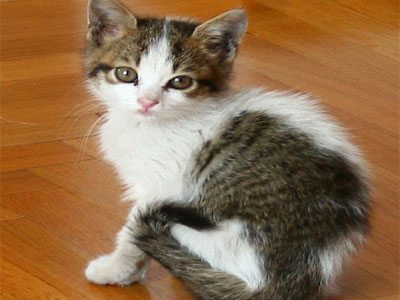 Χαρίζεται γατάκι σκέτη γλύκα!