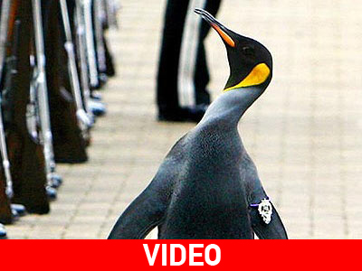 Παλαίμαχο μέλος των ενόπλων δυνάμεων της Νορβηγίας ένας πιγκουίνος