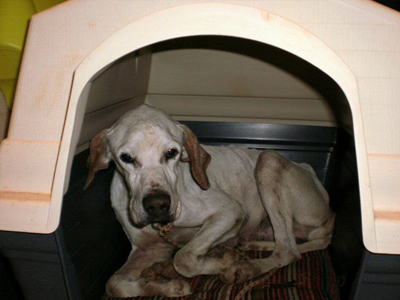 Ο Kris Kringle ψάχνει σπίτι