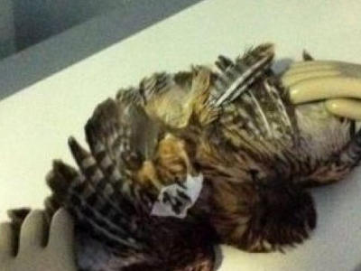 Σπάνιος σταυραετός δηλητηριάστηκε από φυτοφάρμακο