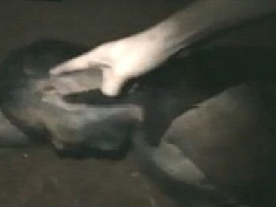 Βέλγιο: Σάλος με βίντεο που αποκεφαλίζουν έναν άνδρα