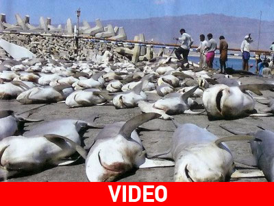 Άνθρωπος σώζει καρχαρία