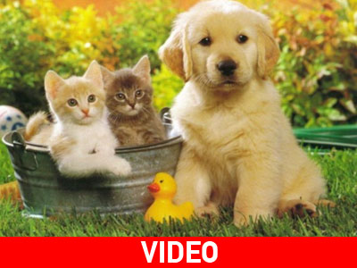 Ύπνε που παίρνεις τα σκυλιά!