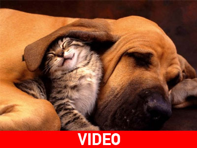 Όταν οι γάτες υιοθετούν συμπεριφορά σκύλου!