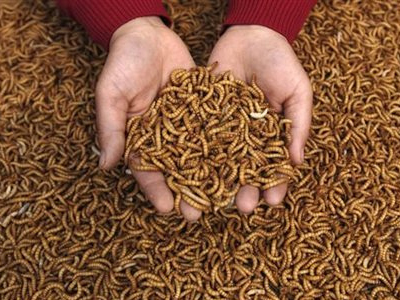 Φάρμα για μύγες κερδίζει βραβείο του ΟΗΕ!