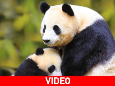Κίνα: Panda τέτοια!