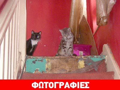 Συγκατοικούσαν με 87 γάτες