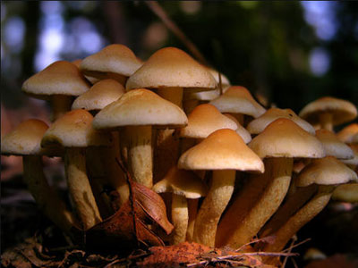 Διαιτητικά τρόφιμα