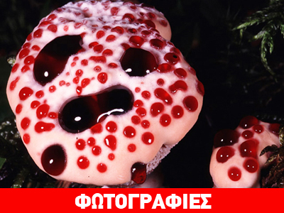Το μανιτάρι που αιμορραγεί!