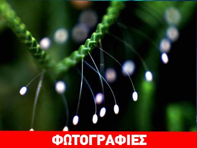 Λουλούδι εξ ουρανού