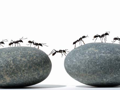 Τα μυρμήγκια ξέρουν φυσική!