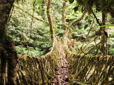 H ζωντανή γέφυρα της Ινδονησίας!