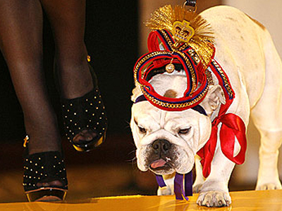 Υψηλή ραπτική… για τετράποδα