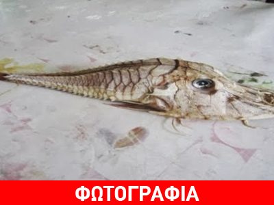 Μυστηριώδες πλάσμα αλιεύθηκε στο Βόρνεο