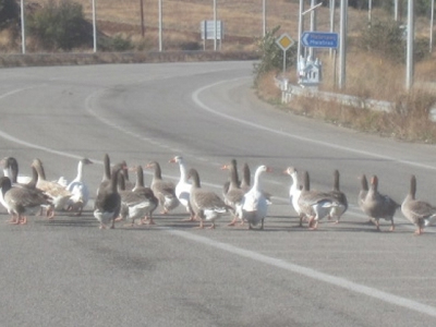 Πάπιες βγήκαν για… βόλτα στην Εγνατία Οδό!