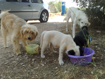 Τα αδέσποτα της Πεντέλης ζητούν την βοήθεια όλων μας