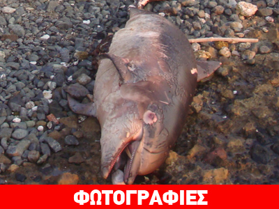 Νεκρό δελφίνι στην Χαλκίδα