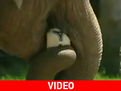 O… μάντης του Euro 2012!