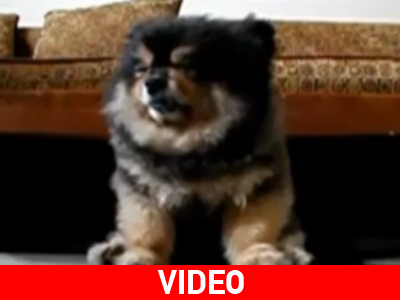 Όταν τα ζώα κοιμούνται όρθια