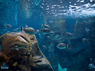 Χειμερινό ωράριο του Cretaquarium-Θαλασσόκοσμος