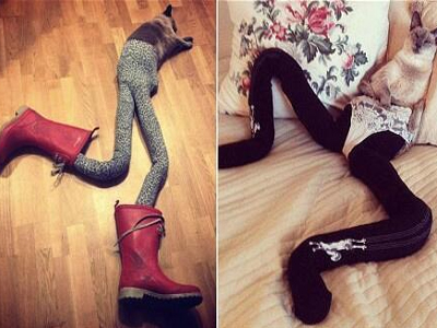 Η τελευταία «τρέλα» του διαδικτύου