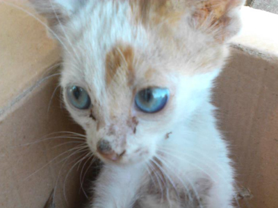 Zητείται εθελοντής κτηνίατρος