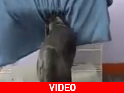 Σκύλος σκεπάζεται με την κουβέρτα του!