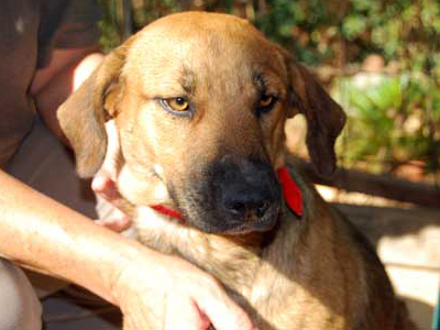 Χαρίζεται η κουταβίτσα Glildina