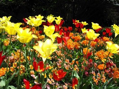 «Γιορτή των Λουλουδιών» στο Δήμο Χανίων