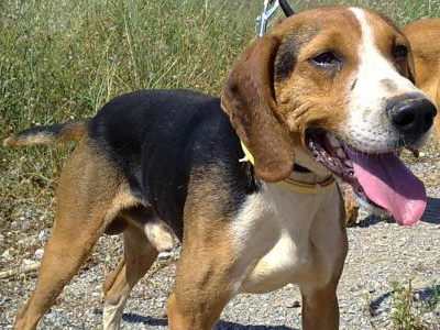 Ο Γιούγκο ψάχνει σπίτι