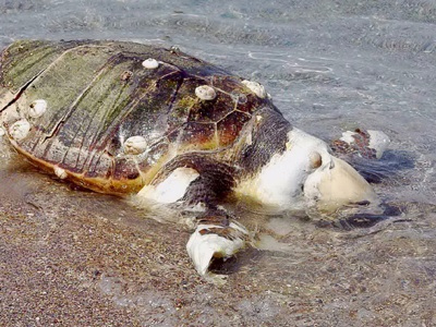 Νεκρές καρέτα-καρέτα εκβράστηκαν σε παραλίες της Πρέβεζας