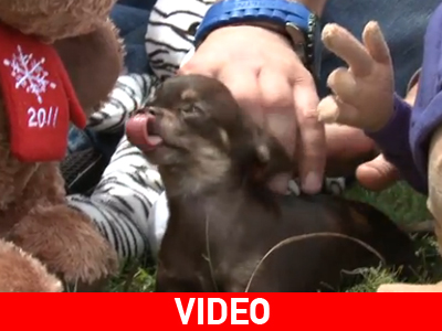 Σκύλος για Γκίνες!