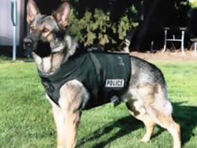 Ο σκύλος ανίχνευσε τα ναρκωτικά