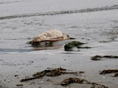 Άλλη μία καρέτα-καρέτα βρέθηκε νεκρή