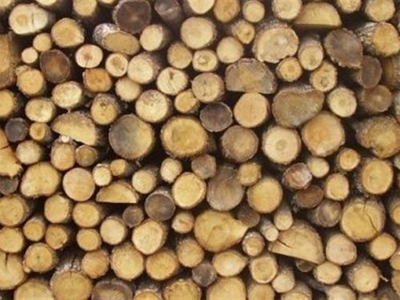 Κατασχέθηκαν δέκα τόνοι λαθραίας ξυλείας