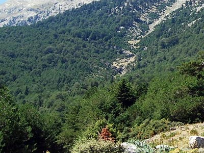 Απαγόρευση νυχτερινής κυκλοφορίας στα δασικά συμπλέγματα