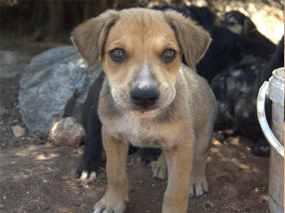 Ο χαδιάρης Γκούφυ ζητεί οικογένεια