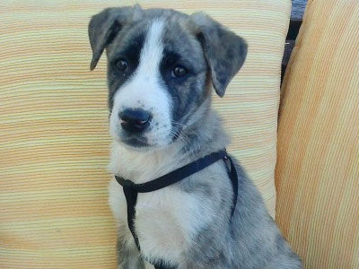 Εγκαταλελειμμένο σκυλάκι ψάχνει οικογένεια