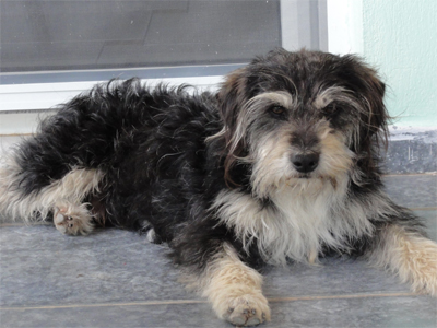 Χαρίζεται χαδιάρικο γκριφονάκι