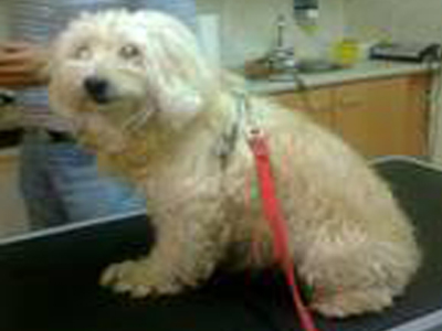 Χαμένο γκριφόν ψάχνει την οικογένειά του