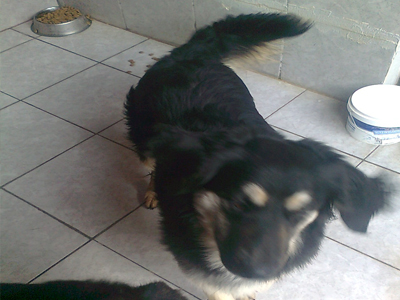 Γκριφονάκι δίνεται για υιοθεσία