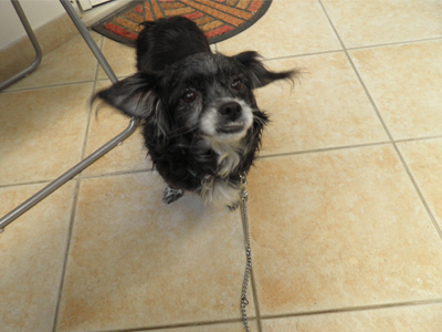 Βρέθηκε γκριφονάκι