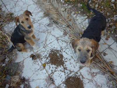 Γκριφονάκια δίνονται για υιοθεσία