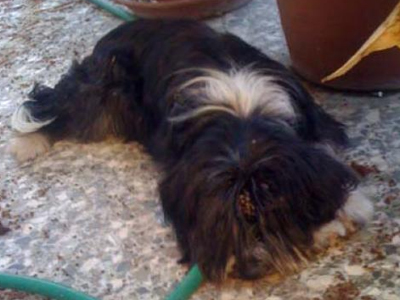 Βοηθήστε να βρεθεί η Σάνυ