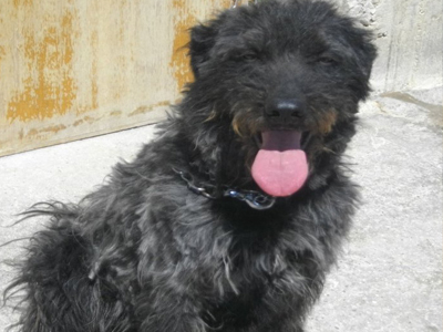 Δίνεται παιχνιδιάρικο γκριφονάκι