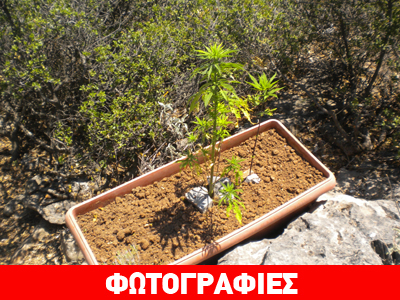 «Μπαξές» με κάνναβη στο Άλσος Φιλοθέης – Βρέθηκαν δενδρύλλια στις φυλακές Μαλανδρίνου
